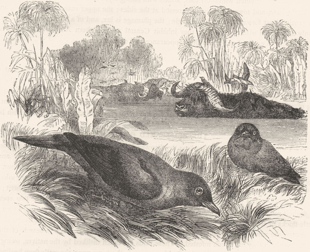 BIRDS. Raven. Starling. Red-beaked Ox-biter c1870 old antique print picture